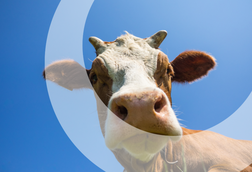 food beverage cow